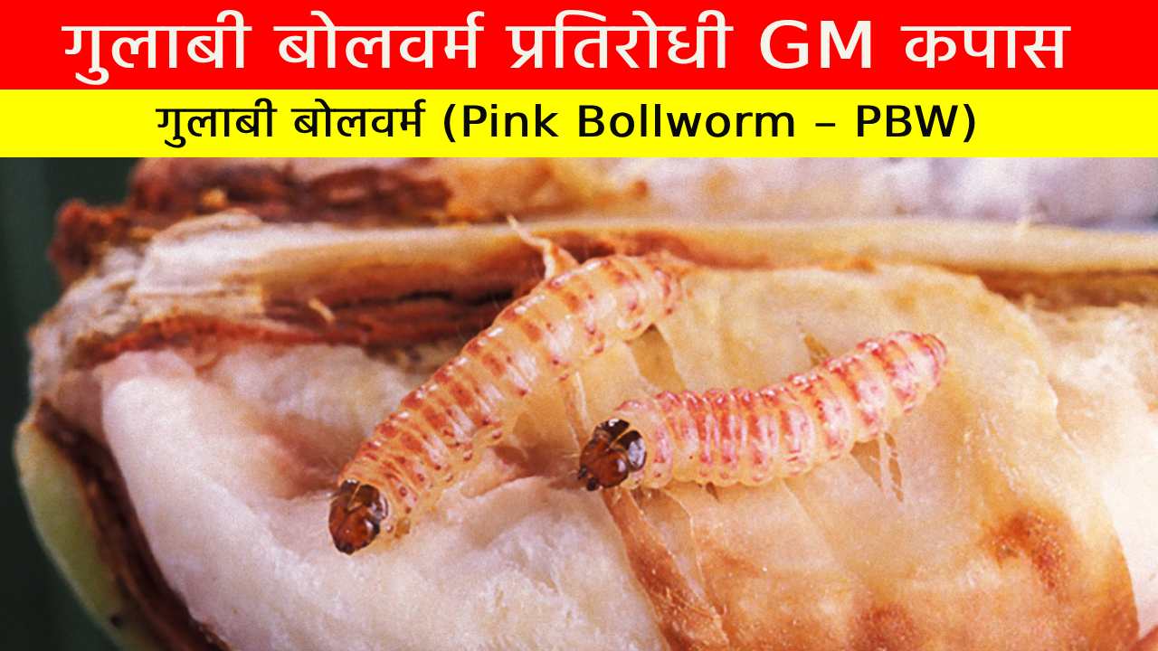 बोलवर्म प्रतिरोधी GM कपास