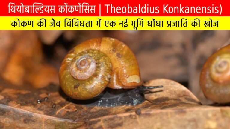 थियोबाल्डियस कोंकणेंसिस (Theobaldius Konkanensis)