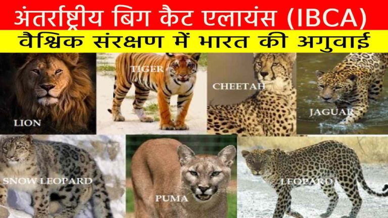 अंतर्राष्ट्रीय बिग कैट एलायंस (IBCA)