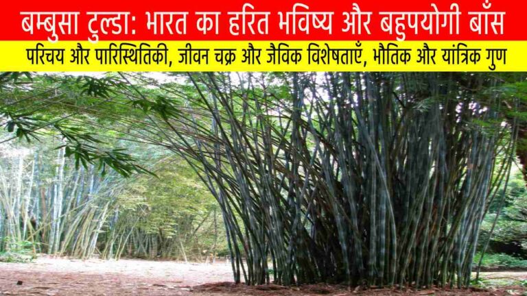 बम्बुसा टुल्डा: भारत का हरित भविष्य और बहुपयोगी बाँस