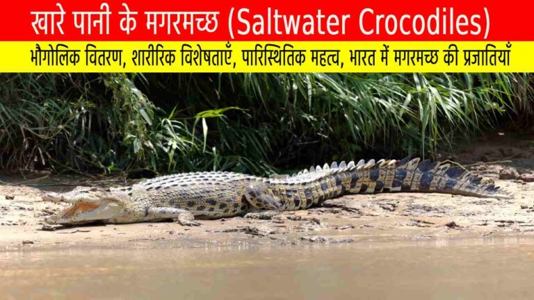 खारे पानी के मगरमच्छ (Saltwater Crocodiles)