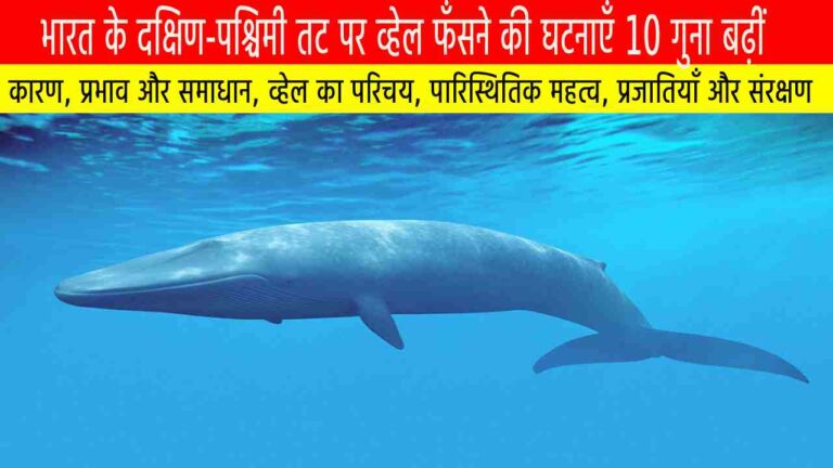 भारत के दक्षिण-पश्चिमी तट पर व्हेल फँसने की घटनाएँ 10 गुना बढ़ीं