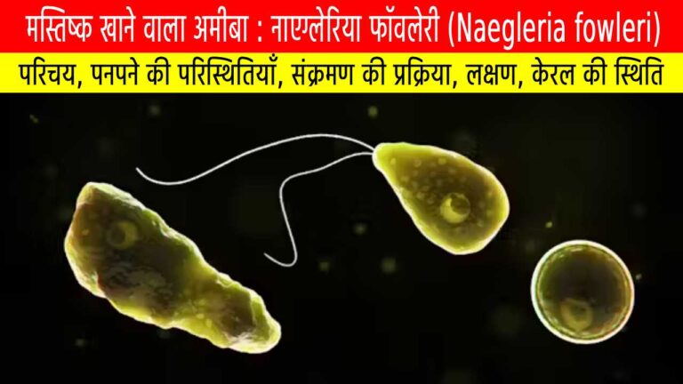 मस्तिष्क खाने वाला अमीबा: (Naegleria fowleri): केरल में बढ़ता खतरा, लक्षण, बचाव