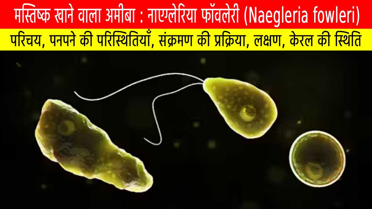 मस्तिष्क खाने वाला अमीबा: (Naegleria fowleri): केरल में बढ़ता खतरा, लक्षण, बचाव