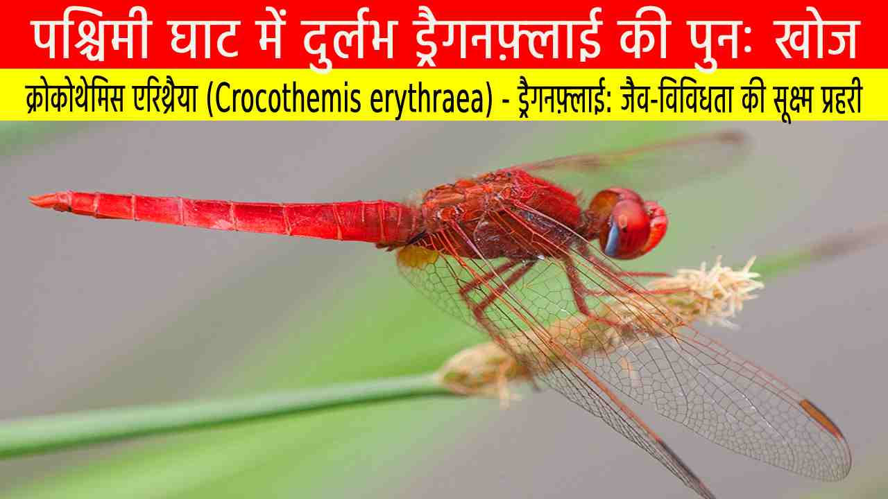 क्रोकोथेमिस एरिथ्रैया (Crocothemis erythraea) : पश्चिमी घाट में दुर्लभ ड्रैगनफ़्लाई की पुनः खोज