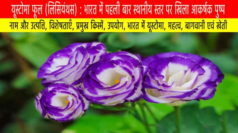 यूस्टोमा फूल (लिसियंथस) : भारत में पहली बार स्थानीय स्तर पर खिला आकर्षक पुष्प