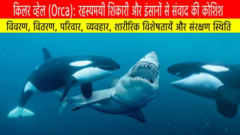 किलर व्हेल (Orca): रहस्यमयी शिकारी और इंसानों से संवाद की कोशिश