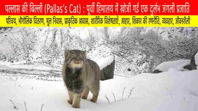 पल्लास की बिल्ली: पूर्वी हिमालय में खोजी गई एक दुर्लभ जंगली प्रजाति