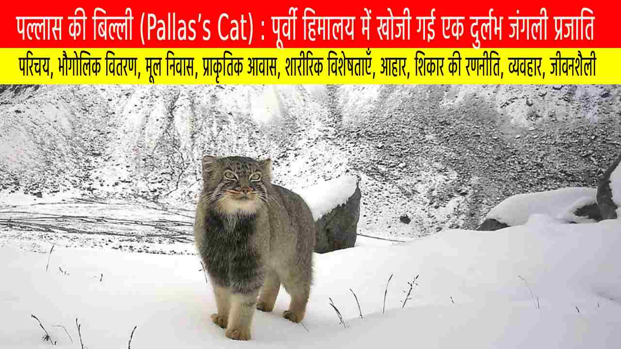 पल्लास की बिल्ली: पूर्वी हिमालय में खोजी गई एक दुर्लभ जंगली प्रजाति