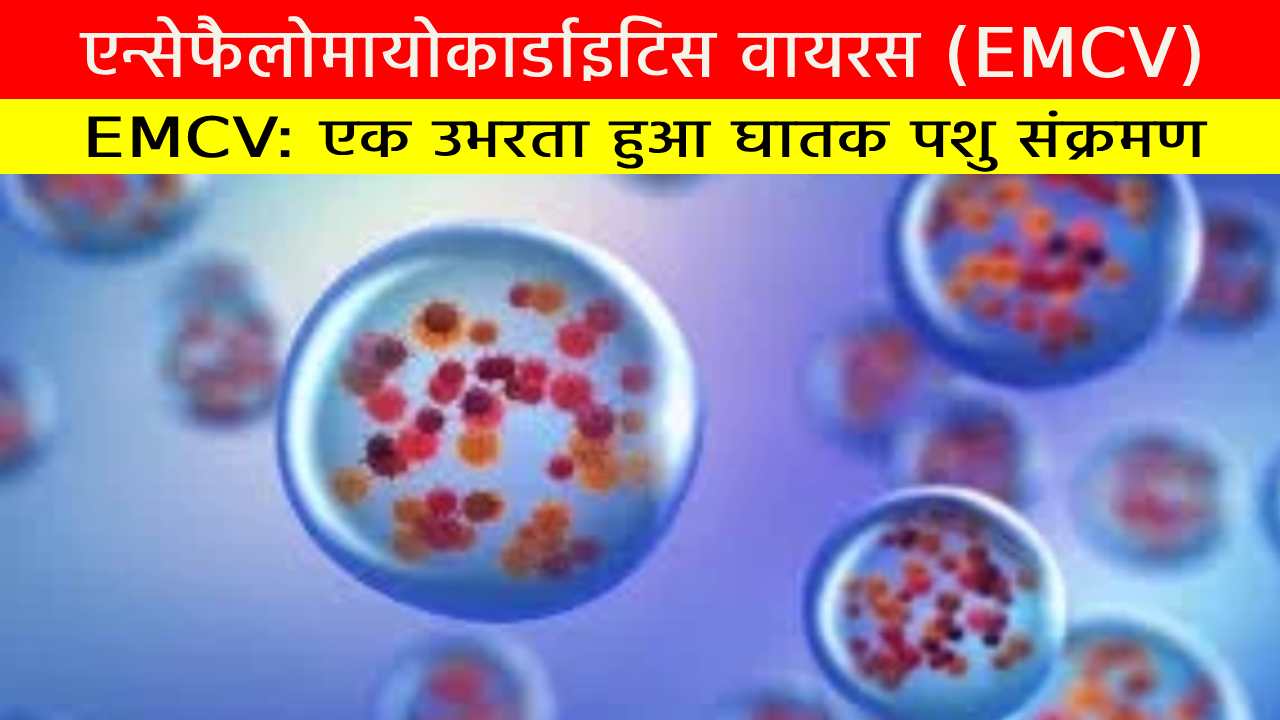 एन्सेफैलोमायोकार्डाइटिस वायरस (EMCV): एक उभरता हुआ घातक पशु संक्रमण