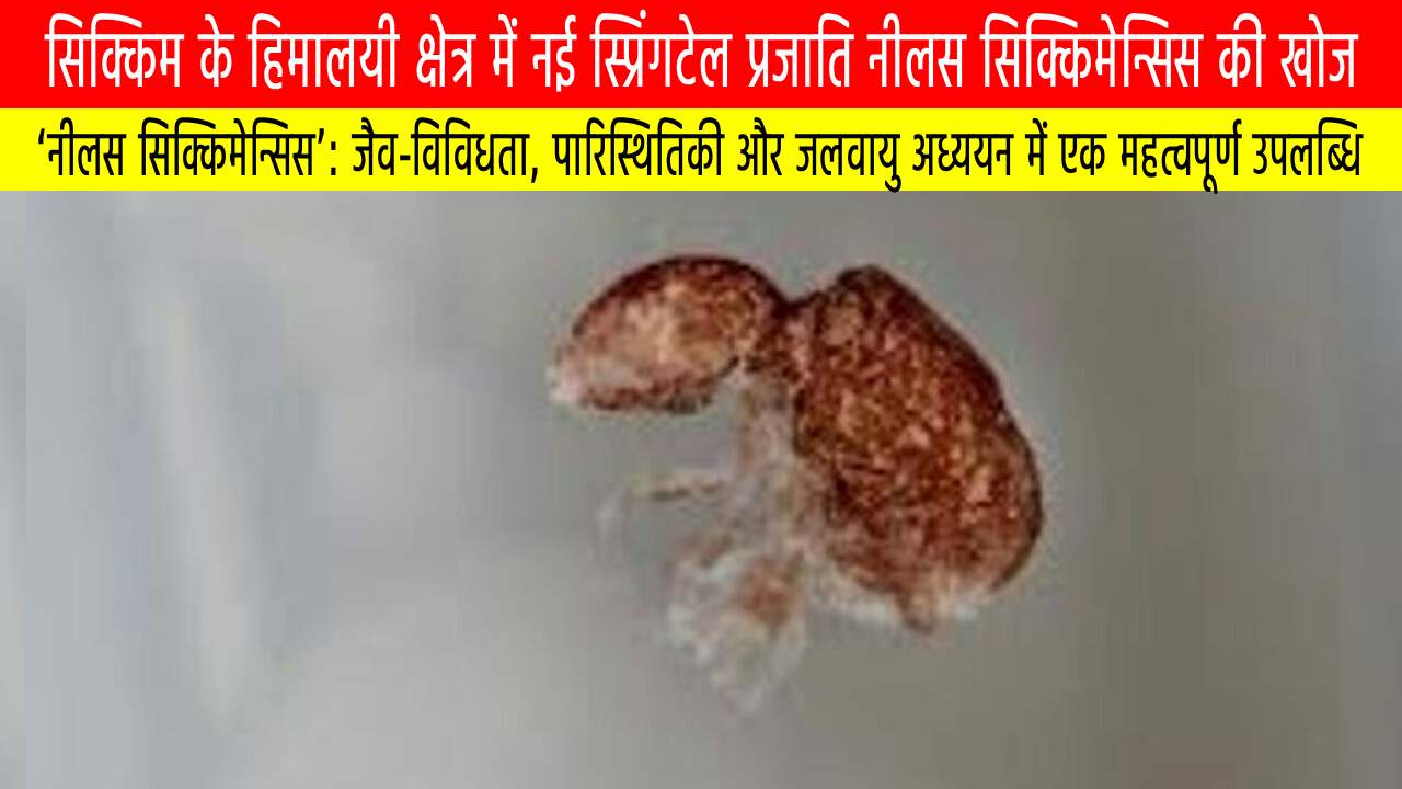 सिक्किम के हिमालयी क्षेत्र में नई स्प्रिंगटेल प्रजाति नीलस सिक्किमेन्सिस की खोज
