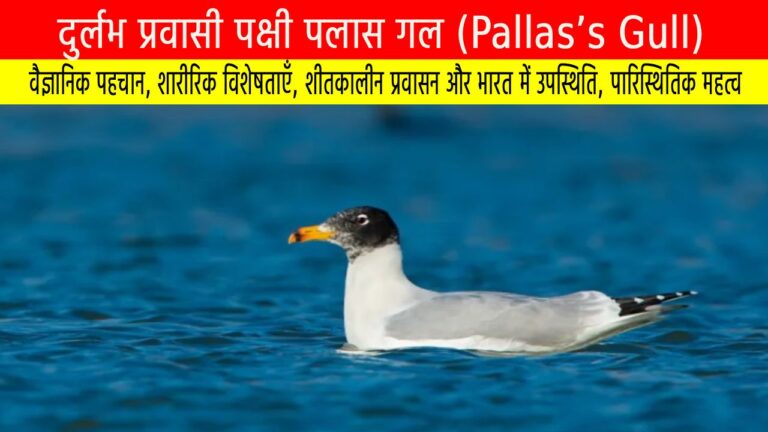 दुर्लभ प्रवासी पक्षी पलास गल (Pallas’s Gull): पारिस्थितिक महत्व और संरक्षण की आवश्यकता