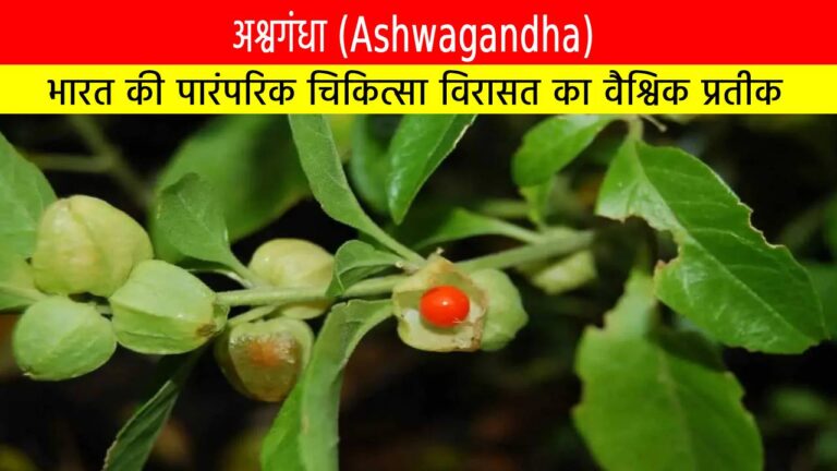अश्वगंधा: भारत की पारंपरिक चिकित्सा विरासत का वैश्विक प्रतीक
