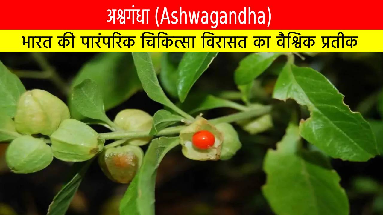 अश्वगंधा: भारत की पारंपरिक चिकित्सा विरासत का वैश्विक प्रतीक