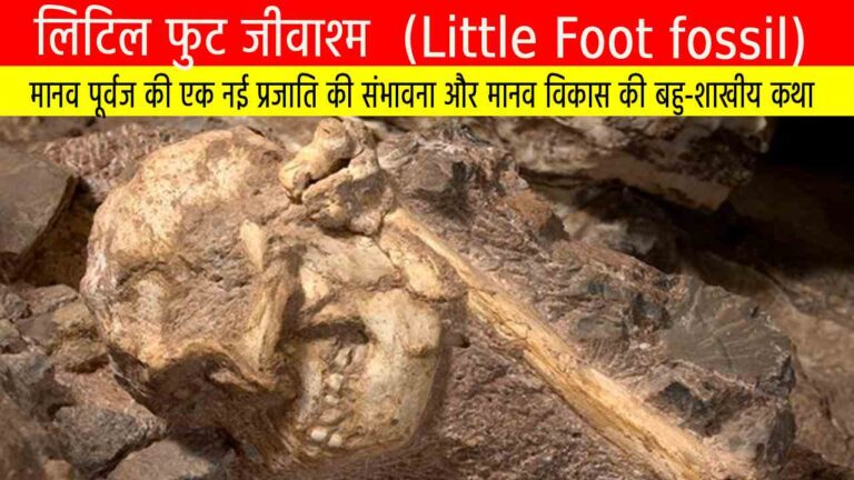 लिटिल फुट जीवाश्म: मानव पूर्वज की एक नई प्रजाति की संभावना और मानव विकास की बहु-शाखीय कथा