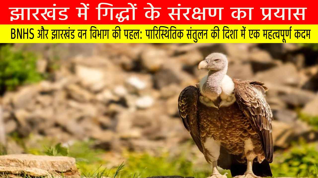झारखंड में गिद्धों के संरक्षण का प्रयास