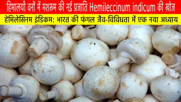 हिमालयी वनों में मशरूम की नई प्रजाति Hemileccinum indicum की खोज: भारत की फंगल जैव-विविधता में एक नया अध्याय