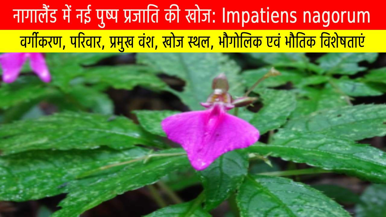 नागालैंड में नई पुष्प प्रजाति की खोज: Impatiens nagorum और बालसम वनस्पति समूह का वैज्ञानिक महत्व