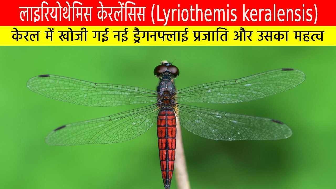 लाइरियोथेमिस केरलेंसिस: केरल में खोजी गई नई ड्रैगनफ्लाई प्रजाति और उसका महत्व