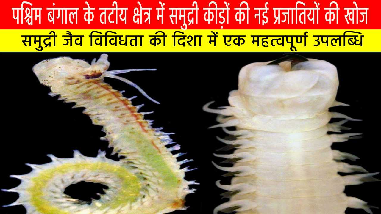 पश्चिम बंगाल के तटीय क्षेत्र में समुद्री कीड़ों की नई प्रजातियों की खोज: समुद्री जैव विविधता की दिशा में एक महत्वपूर्ण उपलब्धि