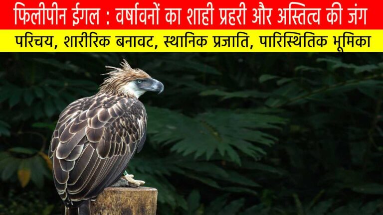 फिलीपीन ईगल : वर्षावनों का शाही प्रहरी और अस्तित्व की जंग