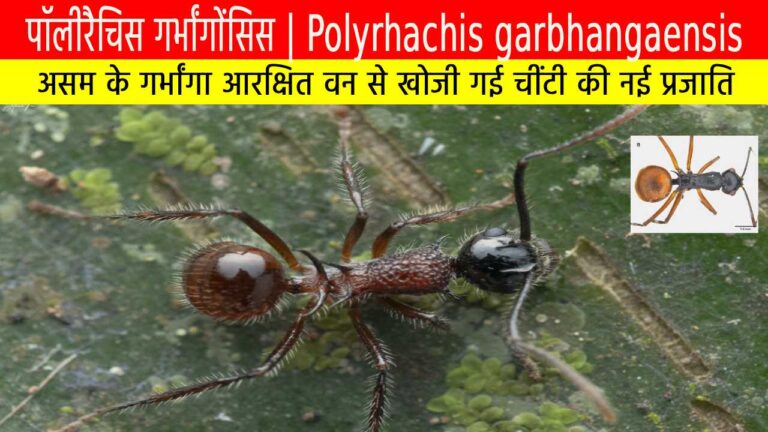 पॉलीरैचिस गर्भांगाेंसिस: असम के गर्भांगा आरक्षित वन से खोजी गई चींटी की नई प्रजाति