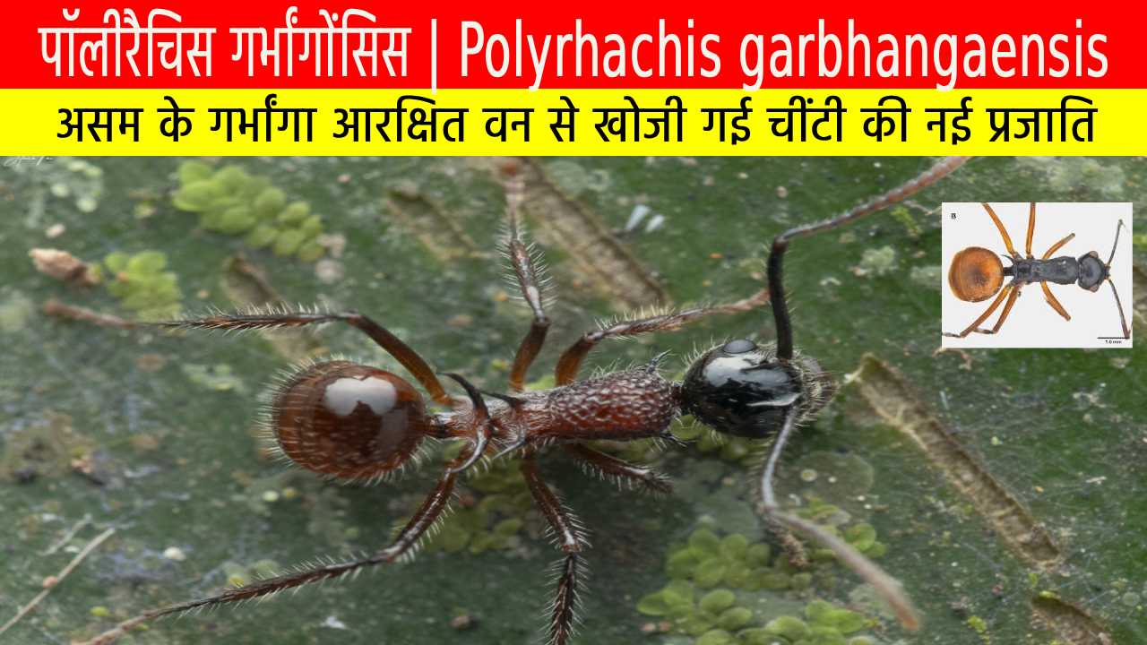 पॉलीरैचिस गर्भांगाेंसिस: असम के गर्भांगा आरक्षित वन से खोजी गई चींटी की नई प्रजाति