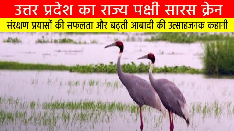 उत्तर प्रदेश का राज्य पक्षी सारस क्रेन: संरक्षण प्रयासों की सफलता और बढ़ती आबादी की उत्साहजनक कहानी