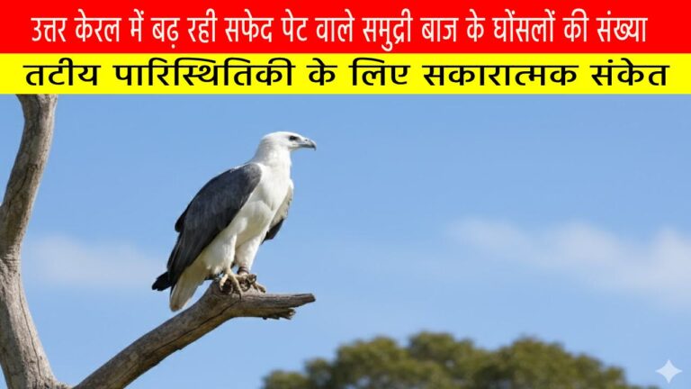 उत्तर केरल में बढ़ रही सफेद पेट वाला समुद्री बाज के घोंसलों की संख्या