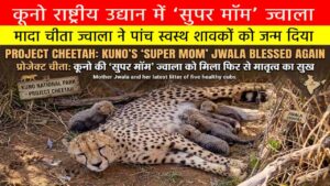 मादा चीता ज्वाला ने पांच स्वस्थ शावकों को जन्म दिया