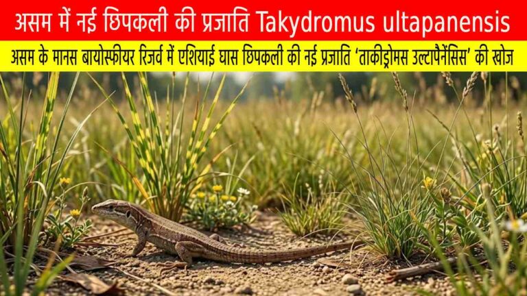 असम के मानस बायोस्फीयर रिजर्व में एशियाई घास छिपकली की नई प्रजाति ‘ताकीड्रोमस उल्टापैनेंसिस’ की खोज