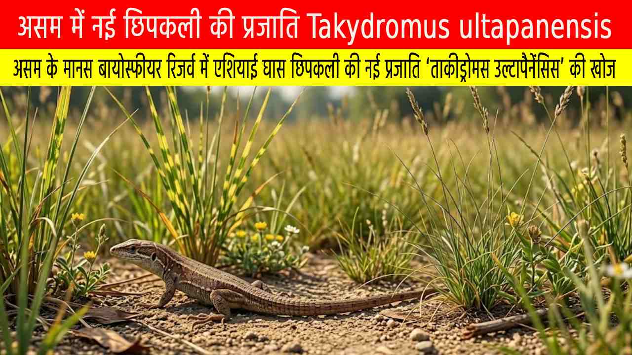 असम के मानस बायोस्फीयर रिजर्व में एशियाई घास छिपकली की नई प्रजाति ‘ताकीड्रोमस उल्टापैनेंसिस’ की खोज